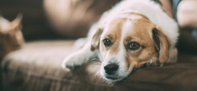 chien couché canapé